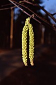 CORYLUS AVELLANA, HAZEL, COB-NUT