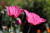 PAPAVER SOMNIFERUM, POPPY - OPIUM POPPY