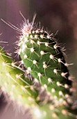 OPUNTIA LEUCOTRICHA, PRICKLY PEAR CACTUS