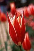 TULIPA, TULIP