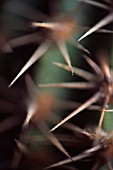 ECHINOPSIS, CACTUS