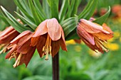 FRITILLARIA IMPERIALIS, FRITILLARY - CROWN IMPERIAL FRITILLARY