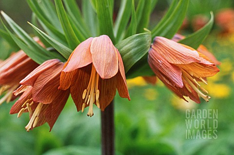 FRITILLARIA_IMPERIALIS_FRITILLARY__CROWN_IMPERIAL_FRITILLARY