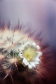 MAMMILLARIA MICROHELIA, CACTUS - PINCUSHION CACTUS