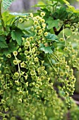 RIBES RUBRUM, (REDCURRANT FLOWERING)