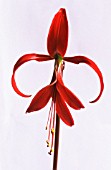 SPREKELIA FORMOSISSIMA, JACOBEAN LILY