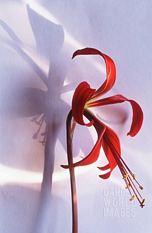 SPREKELIA_FORMOSISSIMA_JACOBEAN_LILY