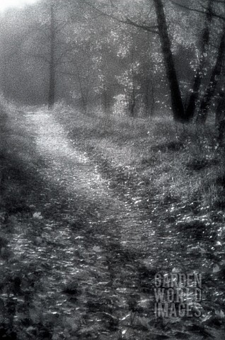 FOREST_PATH_ART