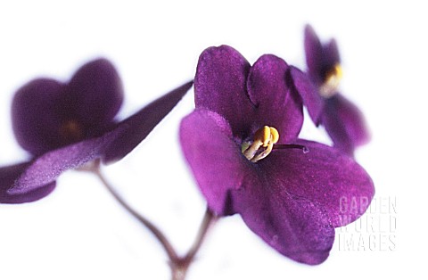 SAINTPAULIA_AFRICAN_VIOLET