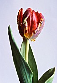 TULIPA, TULIP