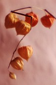 PHYSALIS, CHINESE LANTERN, CAPE GOOSEBERRY