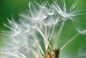 TARAXACUM OFFICINALE, DANDELION CLOCK