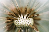 TARAXACUM OFFICINALE, DANDELION CLOCK