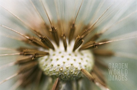 TARAXACUM_OFFICINALE_DANDELION_CLOCK