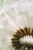 TARAXACUM OFFICINALE, DANDELION CLOCK