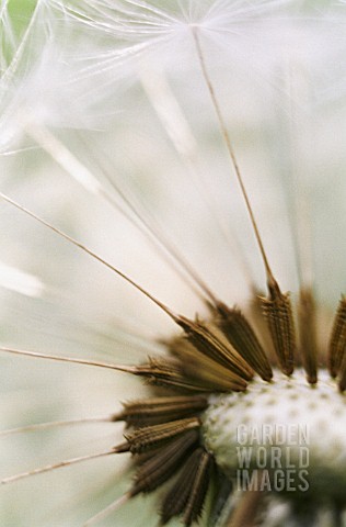 TARAXACUM_OFFICINALE_DANDELION_CLOCK