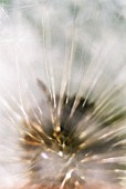 TARAXACUM OFFICINALE, DANDELION CLOCK