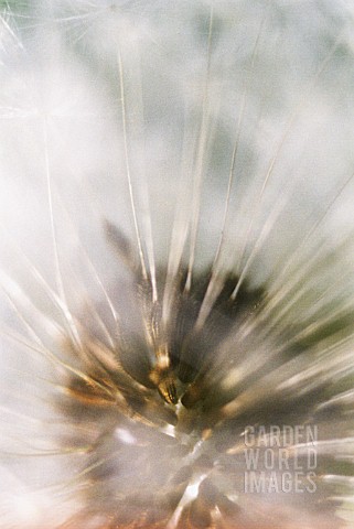 TARAXACUM_OFFICINALE_DANDELION_CLOCK