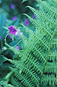 PTERIDIUM AQUILINUM, FERN - BRACKEN