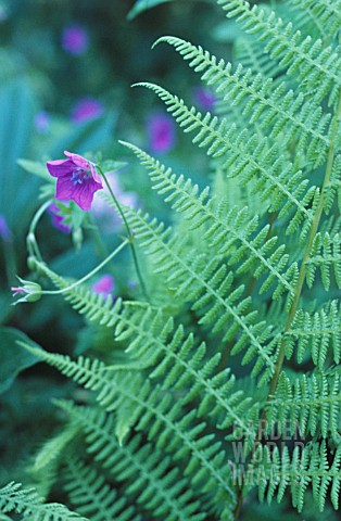 PTERIDIUM_AQUILINUM_FERN__BRACKEN