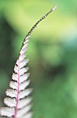 FERN