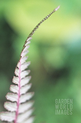 FERN