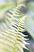 FERN