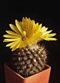 PARODIA FORMOSA, CACTUS