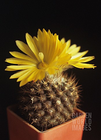 PARODIA_FORMOSA_CACTUS