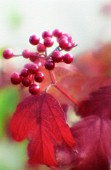 VIBURNUM, VIBURNUM