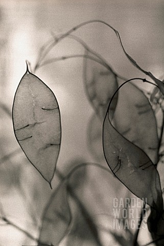 SEED_PODS
