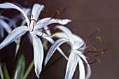 CRINUM, CRINUM LILY