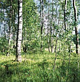 BETULA, BIRCH