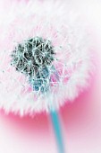 TARAXACUM OFFICINALE, DANDELION CLOCK