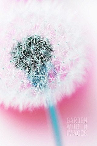 TARAXACUM_OFFICINALE_DANDELION_CLOCK