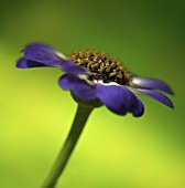 BELLIS, OSTEOSPERMUM