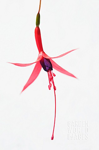 FUCHSIA_RICCARTONII_FUCHSIA