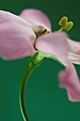 EUSTOMA PICCOLO PINK, LISIANTHUS