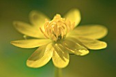 RANUNCULUS FICARIA, CELANDINE