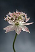 ASTRANTIA, ASTRANTIA, MASTERWORT