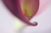 ARUM LILY, CALLA LILY