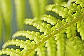 DICKSONIA ANTARTICA, TREE FERN