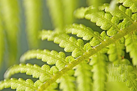 DICKSONIA_ANTARTICA_TREE_FERN