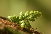 DICKSONIA ANTARTICA, TREE FERN