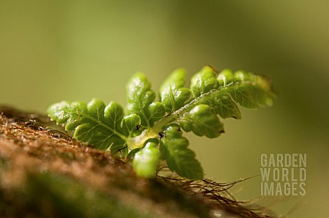 DICKSONIA_ANTARTICA_TREE_FERN