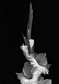 GLADIOLUS WHITE ICE, GLADIOLUS