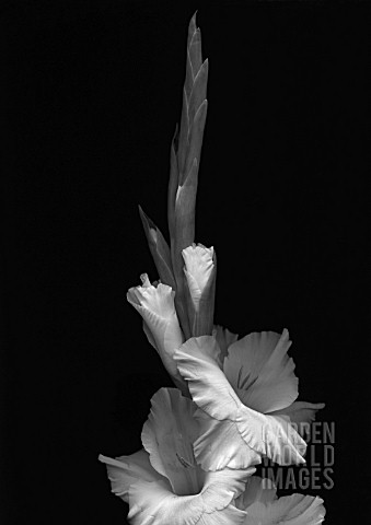 GLADIOLUS_WHITE_ICE_GLADIOLUS