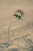 SCABIOSA LUCIDA, SCABIOUS