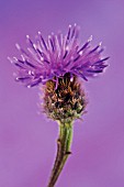 CENTAUREA NIGRA, KNAPWEED