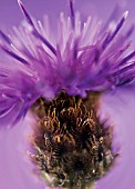 CENTAUREA NIGRA, KNAPWEED